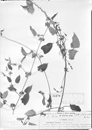 Image result for Tetradenia tanganyikae