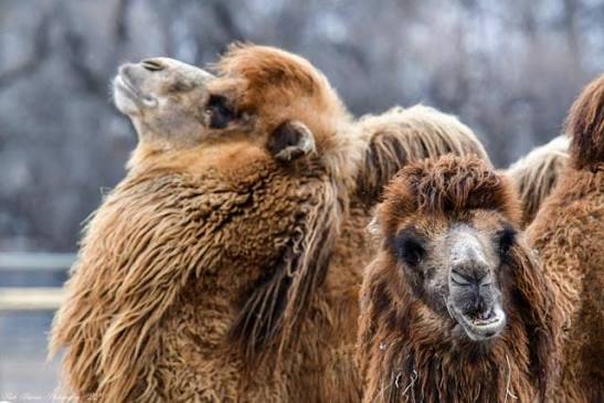 Meet Chewy and Padme, Dakota Zoo's Bactrian Camels! Ready for some COOL fun  facts about these beauties?? -Bactrian camels have only one natural  predator – the grey wolf. -It is believed that