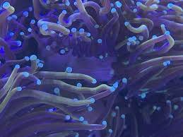 Visit espn to view the new york knicks team roster for the current season. Help Identifying Tifing Torch Reef2reef Saltwater And Reef Aquarium Forum