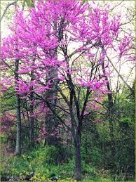 Stem and leaves are a little fuzzy. 10 Common Missouri Trees Their Characteristics And General Maintenance Timberline Tree Care Service