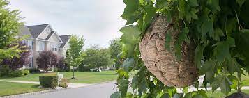 We scored buffalo pest control companies on more than 25 variables across five categories, and analyzed the the company provides barrier treatment services along with the treatment and prevention of bees, wasps. Pest Control Exterminator In Buffalo Ny Prostar Pest Services