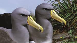 The Amazing Albatrosses