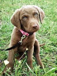 Our Baby Girl Kimber She S A Chesapeake Bay Retriever Everyone That Meets Her Tels Us She Is The Prettiest Dog Th Puppy Time Cute Puppy Pictures Pretty Dogs