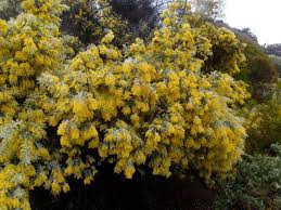 Image result for Acacia podalyriifolia