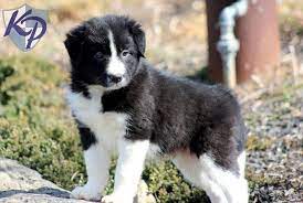 Check spelling or type a new query. Miniature Border Collie Puppies For Sale In Texas Zoe Fans Blog Collie Puppies Puppy Finder Border Collie Puppies For Sale