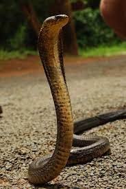 Naja Melanoleuca Forest Cobra Black And White Lipped Cobra Kwazulu Natal South Africa South African Animals Reptiles And Amphibians Amphibians