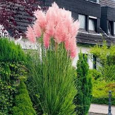 Rosa Pampasgras Online Kaufen Bei Gartner Potschke Bei Gartner Kaufen Online Pampasgras Potschke Rosa Tumblr Garten Pflanzen Garten Bepflanzung