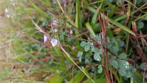 Image result for Grona adscendens