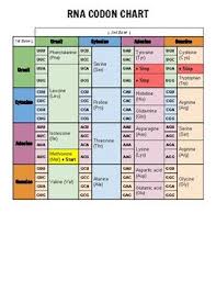 This Beautiful Codon Chart Uses Colors To Make It More User Friendly Each Row And Column Are Color Coded F Chart Biology Lessons Transcription And Translation