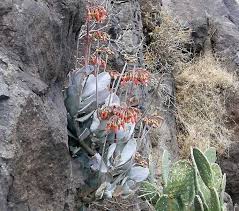 Image result for Cotyledon barbeyi