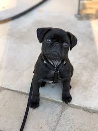 Pug Cinsinin Fiziki Yapisi Ve Ozellikleri