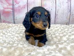 Looking for a new home for my puppy jackson. Dachshund Puppies Petland Dayton
