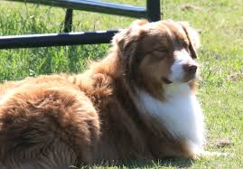 Our selected available puppies for sale. Madalay Australian Shepherds Facebook