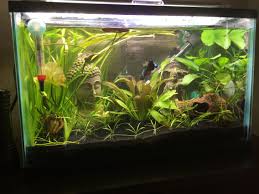 My 5 Gallon Betta Tank Heavily Planted Diy Fish Tank Betta Fish Betta Tank