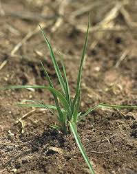 Image result for Cyperus squarrosus