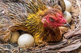 Maybe you would like to learn more about one of these? 5 Ciri Khas Warna Telur Ayam Pakhoy Asli Silangan