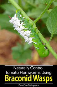 Tomato hornworm caterpillar (manduca quinquemaculata) parasitized by braconidae wasp larvae. How To Use Braconid Wasp For 1 Hornworm Garden Pest Control