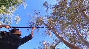 Pruning An Olive Tree Fact Sheets Gardening Australia Gardening Australia