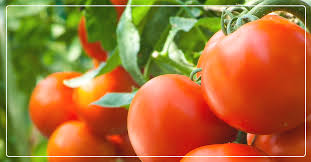 Chances are you've heard of blight. Tips For Growing Great Tomatoes Ifa Country Stores