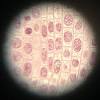 Find the perfect plant cells microscope stock photo. 1