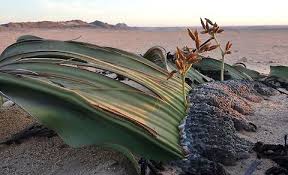 Image result for Welwitschiaceae