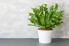 Image result for sleziník Asplenium