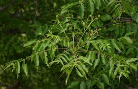 Image result for Kirkiaceae