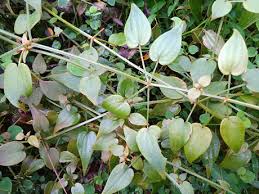 Image result for Pyrostria phyllanthoidea