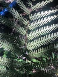 Image result for Pteris friesii