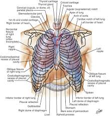 Anatomy articles covering gross anatomy, microscopic anatomy, natural variants, and pathophysiologic variants with accompanying images. Chest Wall Resection Thoracic Key