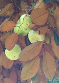 Image result for Chrysophyllum