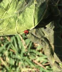 Check spelling or type a new query. Small Yellow Bug With Black Head And Three Black Stripes On The Back Biology Stack Exchange