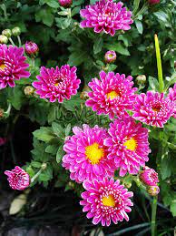 Most beautiful flowers wallpapers free download इस पोस्ट में आपको ब्यूटीफुल फ्लावर फोटोज और इमेज फ्री डाउनलोड फॉर व्हाट्सएप्प एंड फेसबुक के लिए मिलेगा. Beautiful Flowers Photo Image Picture Free Download 500726479 Lovepik Com