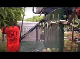 Pin On Tropical Fruit