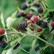We did not find results for: Killing Brambles 2 Most Important Tips Goodgardn Co Uk