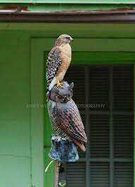 Check spelling or type a new query. Which Decoy Is Best Hawk Vs Owl Bird B Gone Inc
