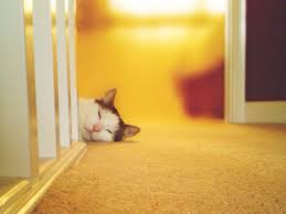 Many lost cats are frightened and dog to ground. Why Do Cats Purr It S Not Just Because They Re Happy Wired