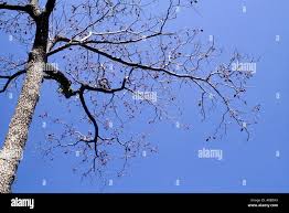 Image result for Hymenodictyon