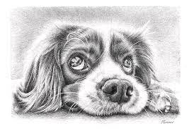 Black and white puppy drawing. Puppy Drawing By Casey Remrov Vormer