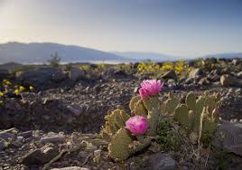 Succulent market is the ultimate succulent store and is ready to provide cactus and succulent delivery in the most convenient way possible. Cactus And Cactus Flowers Photos From Phoenix Arizona