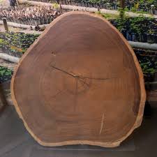 Image result for Pericopsis