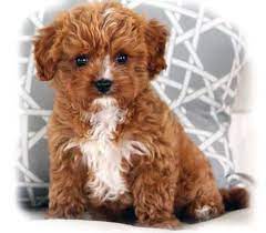 Adorable Cavapoos For Sale F1b Cavapoo Poodle Poo Doodle Kingcharlescavalier Cavalier Puppy Puppies P Cavapoo Puppies Teddy Bear Dog Dog Crossbreeds