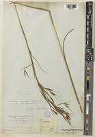 Image result for Hyperthelia dissoluta