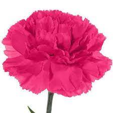 The single flowers of the carnations species, dianthus caryophyllus have 5 petals and vary from white to pink to purple in color. Hot Pink Carnation Flowers J R Roses Wholesale Flowers