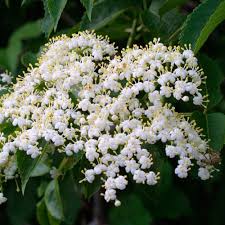 Maybe you would like to learn more about one of these? American Elder Finegardening