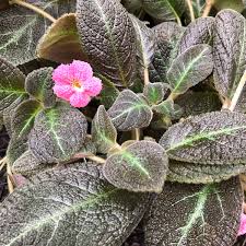 Image result for Episcia