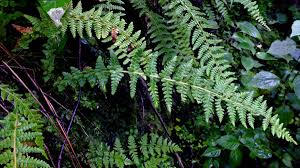 Image result for Woodsiaceae