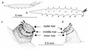 Image result for Anthericopsis