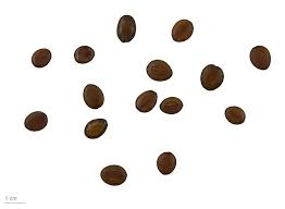 Image result for Entada arenaria