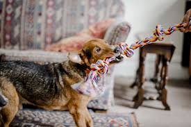 (hounds and certain other breeds typically aren't wild about it—too proud to fetch—but swimming is another great exercise for dogs. Indoor Games For Dogs And Owners Who Are Self Isolating Blue Cross